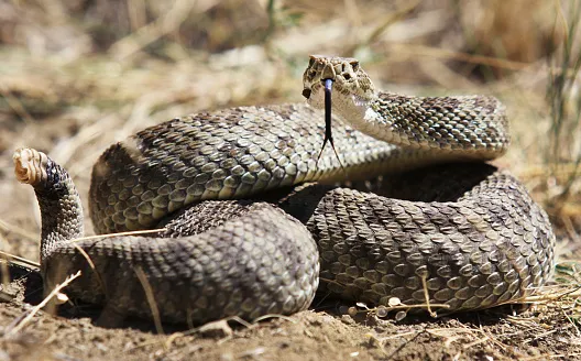 Valley Wildlife Services Picture 2