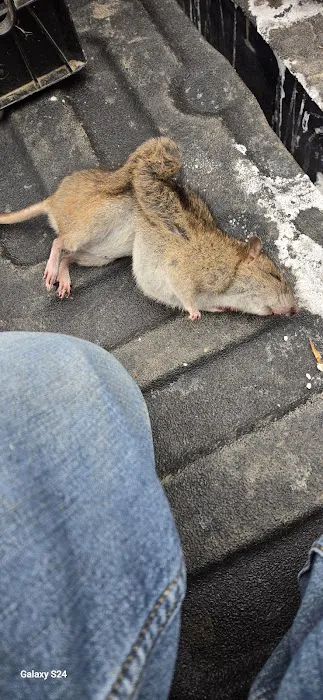 Valley Wildlife Services Picture 8