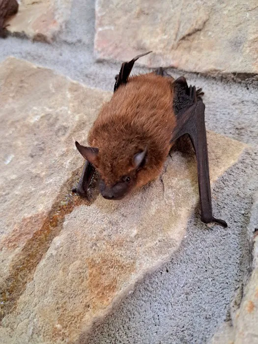 Valley Wildlife Services Picture 4