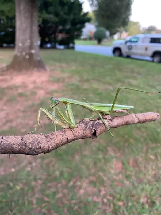 Lookout Pest Control Picture 1