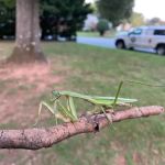 Lookout Pest Control