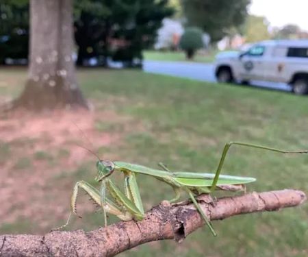 Lookout Pest Control