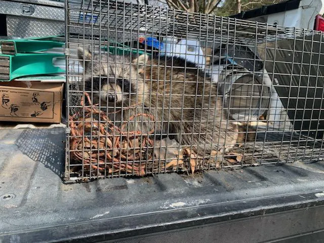 Lookout Pest Control Picture 3