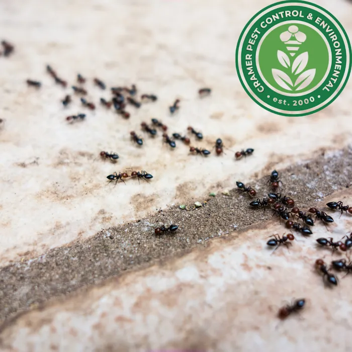 Lookout Pest Control Picture 8