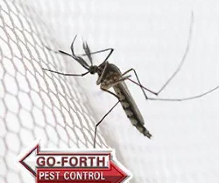Go-Forth Pest Control