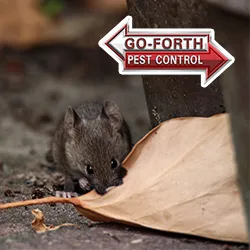Go-Forth Pest Control Picture 8