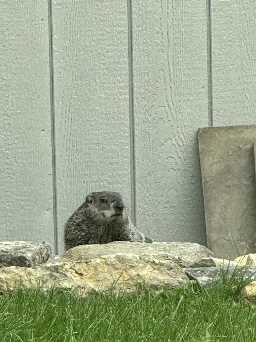Tickiboom Pest Control (local) Picture 3