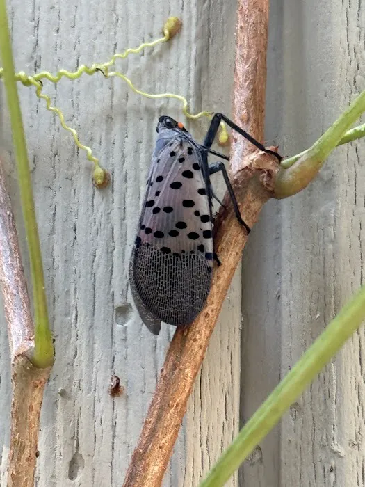 Tickiboom Pest Control (local) Picture 6