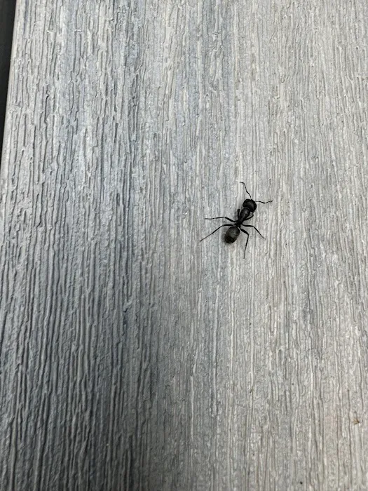 Tickiboom Pest Control (local) Picture 10