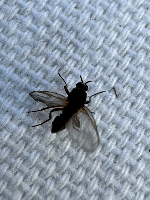 Tickiboom Pest Control (local) Picture 2