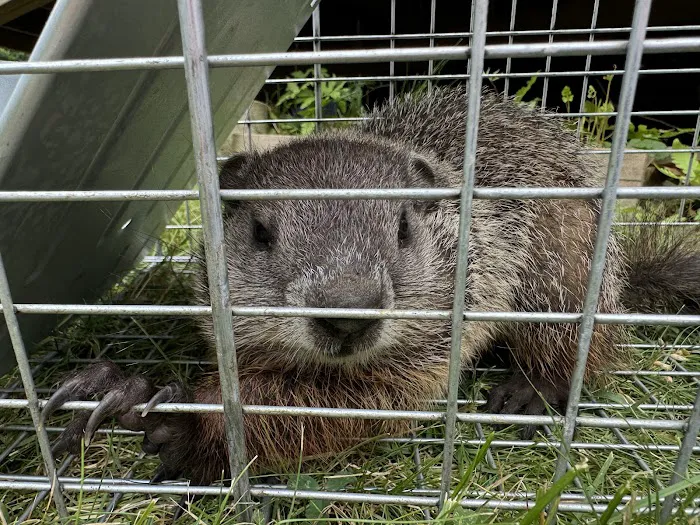 Tickiboom Pest Control (local) Picture 4