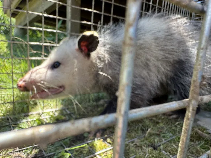 Tickiboom Pest Control (local) Picture 1
