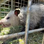 Tickiboom Pest Control (local)
