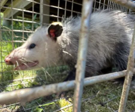 Tickiboom Pest Control (local)