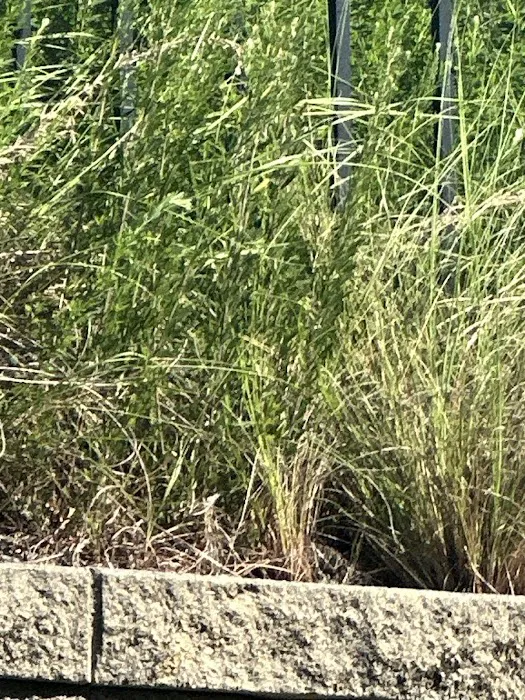 Top Turf Lawn Care and Pest Management Picture 10