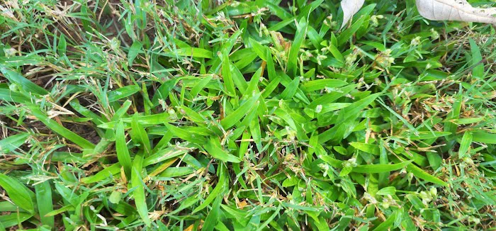 Top Turf Lawn Care and Pest Management Picture 1
