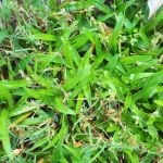 Top Turf Lawn Care and Pest Management