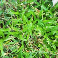 Top Turf Lawn Care and Pest Management ico