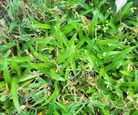 Top Turf Lawn Care and Pest Management