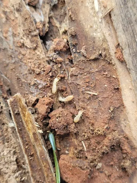 Nantahala Pest Control Picture 4