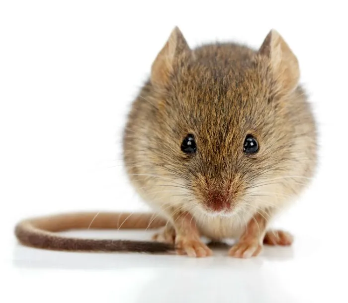 Quality Pest Control Picture 1