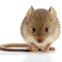 Quality Pest Control ico