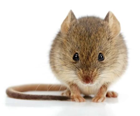 Quality Pest Control