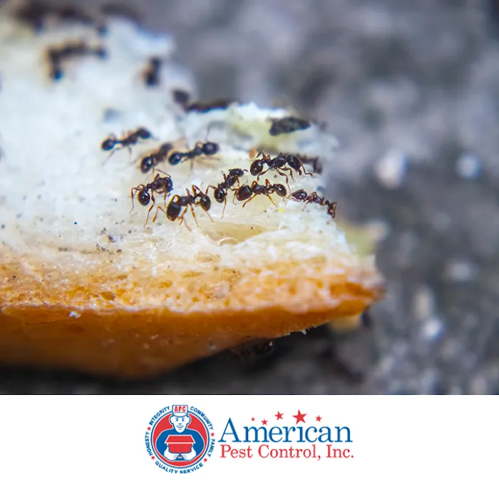 American Pest Control Picture 9