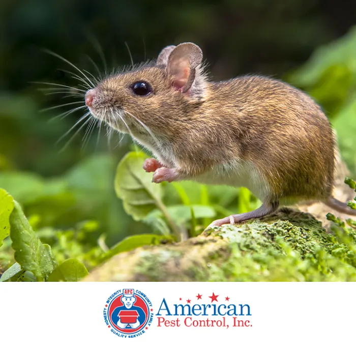 American Pest Control Picture 10