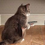 Quality Pest Control