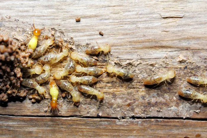Morris Pest Control Picture 1