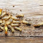 Morris Pest Control