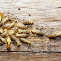 Morris Pest Control ico