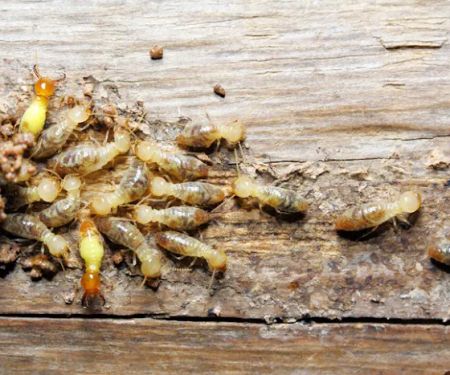 Morris Pest Control
