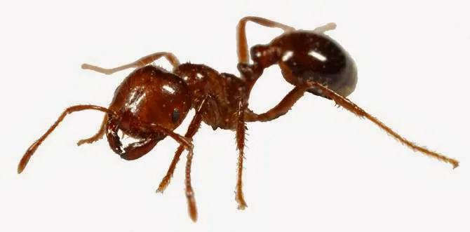 MidSouth Termite & Pest Control Columbia, SC Picture 6