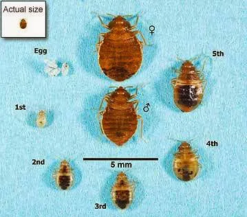MidSouth Termite & Pest Control Columbia, SC Picture 4
