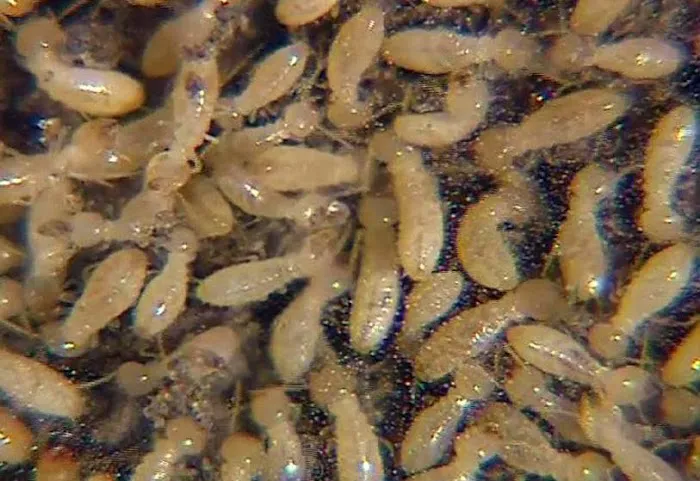 MidSouth Termite & Pest Control Columbia, SC Picture 1