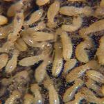 MidSouth Termite & Pest Control Columbia, SC