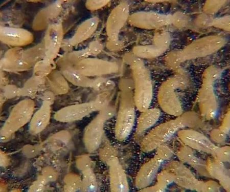 MidSouth Termite & Pest Control Columbia, SC