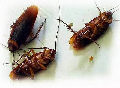 MidSouth Termite & Pest Control Columbia, SC Picture 2