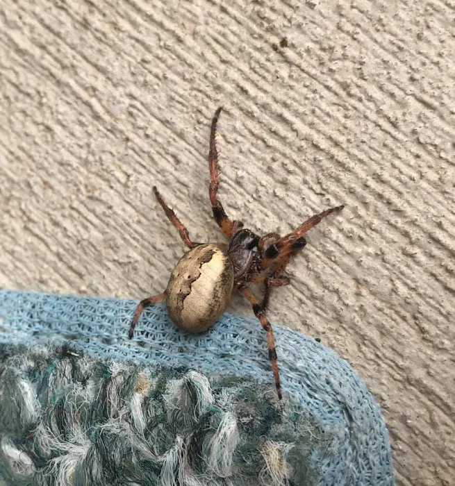 Freedom Pest Services Picture 4