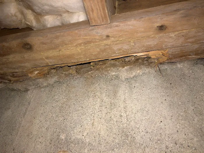 Allied Pest Management Picture 7