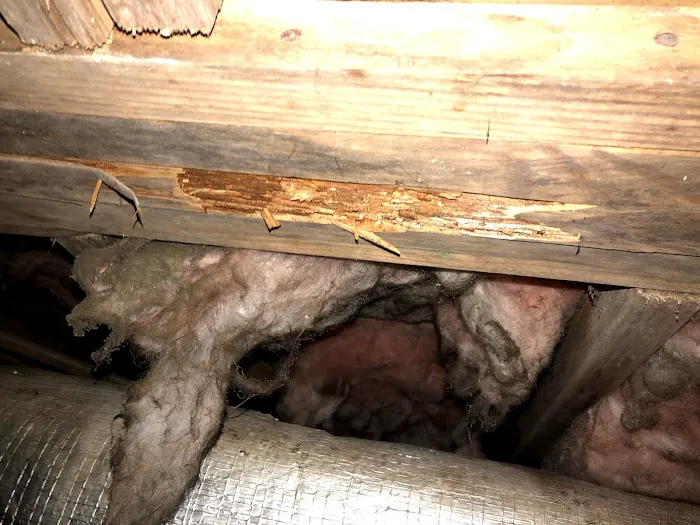 Allied Pest Management Picture 5