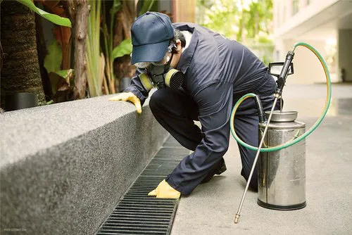 All Phase Pest Control Picture 5