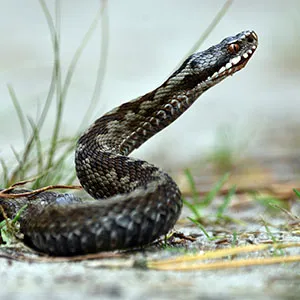All Phase Pest Control Picture 3
