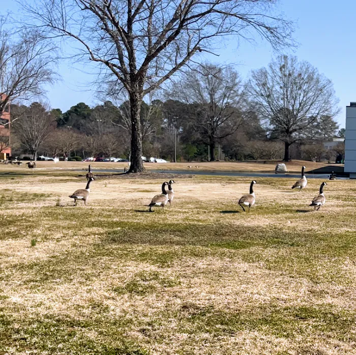 AAAC Wildlife Removal of South Carolina Picture 3