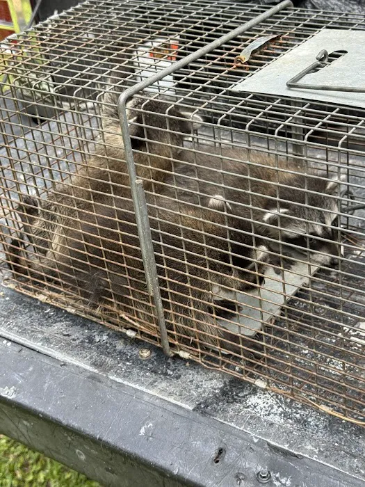 AAAC Wildlife Removal of South Carolina Picture 10