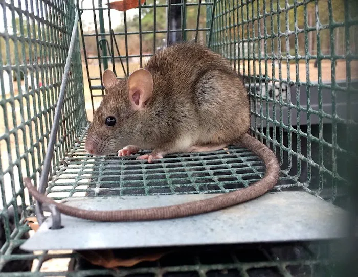 AAAC Wildlife Removal of South Carolina Picture 6