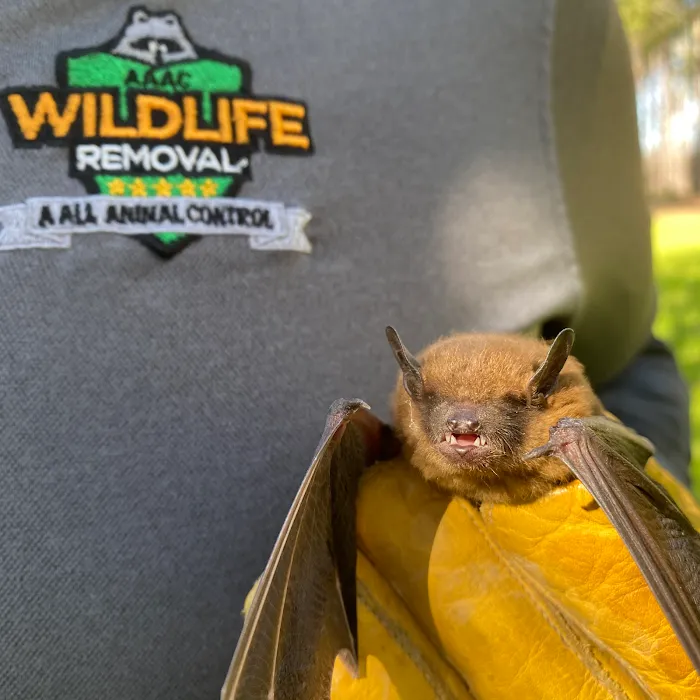 AAAC Wildlife Removal of South Carolina Picture 8