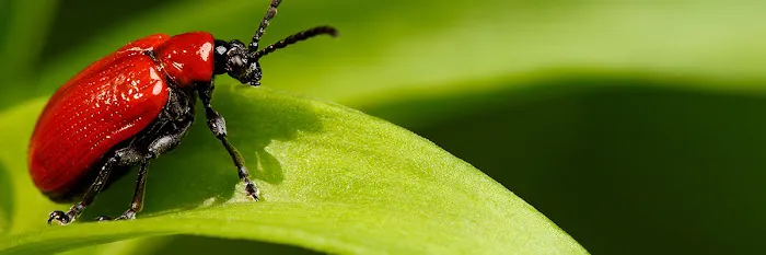 Bug Master Picture 1